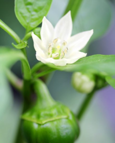 パプリカの花の意味は いつ咲くのか時期も調査してみました ころころブログ